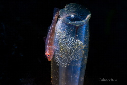 Goby with eggs by Julian Hsu 